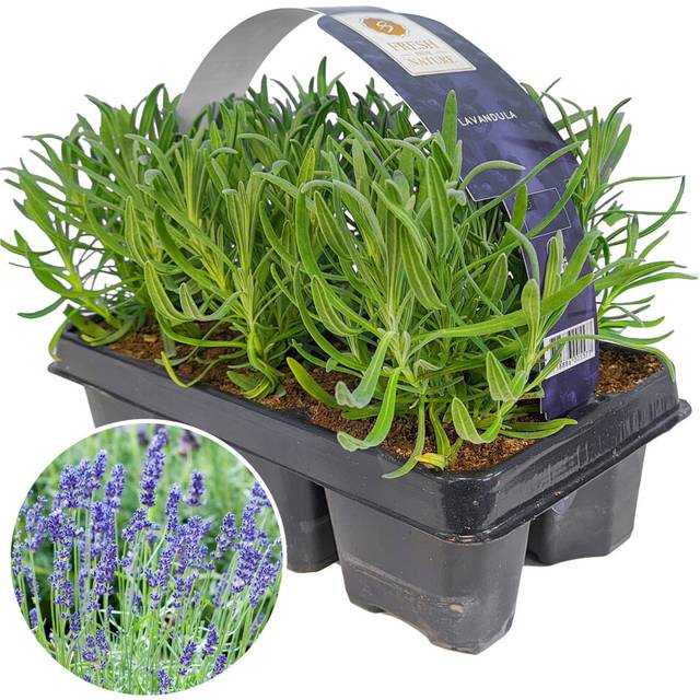 Lavender Angustifolia Garden Plants (6 Pack)