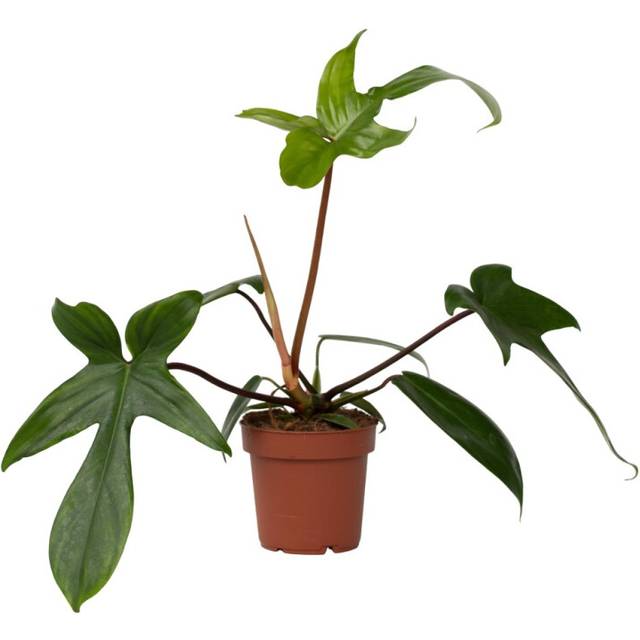 Sweetheart Plant - Philodendron 'Florida Green' - Height 20-30cm - Ã¢Å12cm