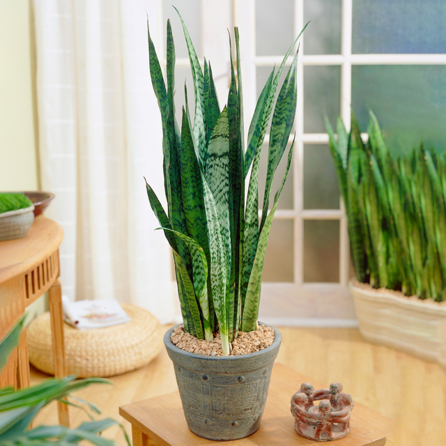 Sansevieria Black Coral (12cm) V1