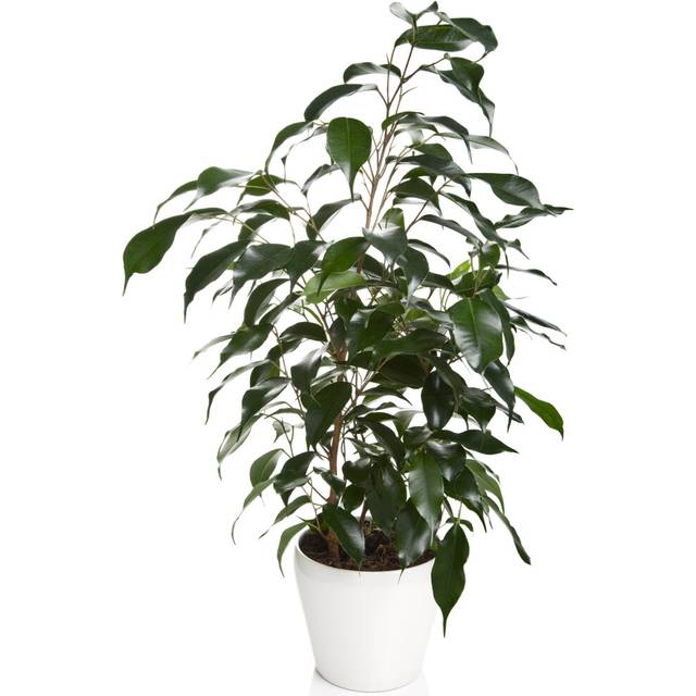 Ficus benjamina Danielle (12cm) V3