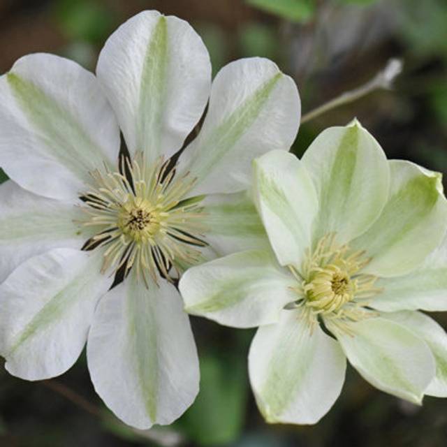 Clematis Guernsey Cream White Flowering Vine Climbing Plant 60cm Cane 3L Pot - One Size