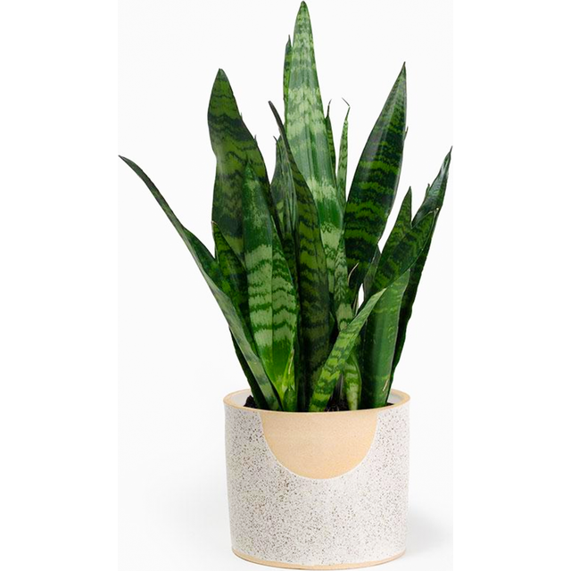 Sansevieria Black Coral (12cm) V6
