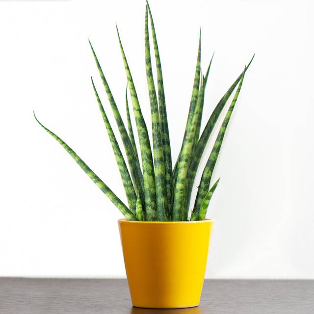 Sansevieria Cylindrica (12cm) V4