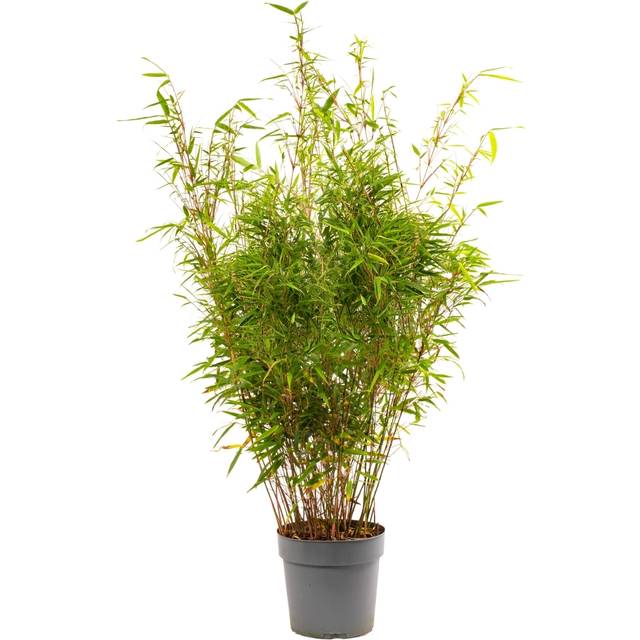 Bamboo Fargesia Rufa Size: 90-110cm (Incl. Pot)