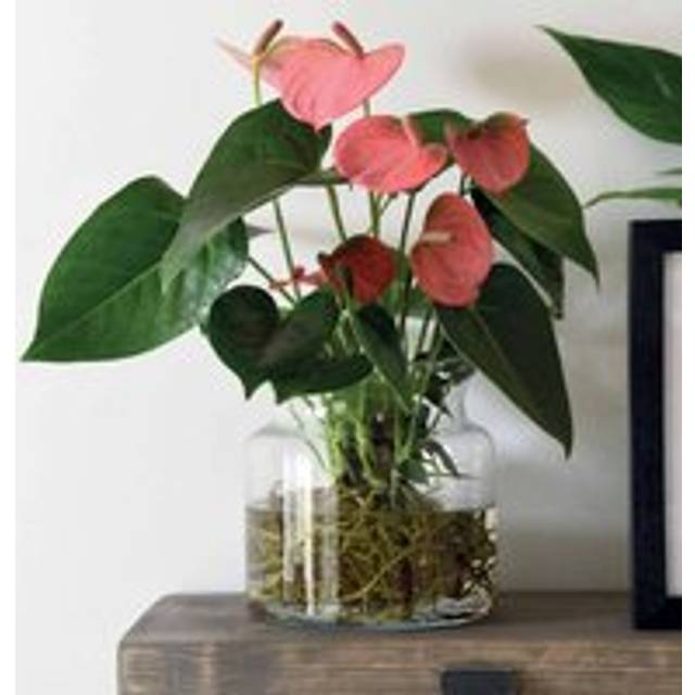 Thompson & Morgan 1 x Anthurium Aqua Pink in Sierglass 14cm Pot, Pink