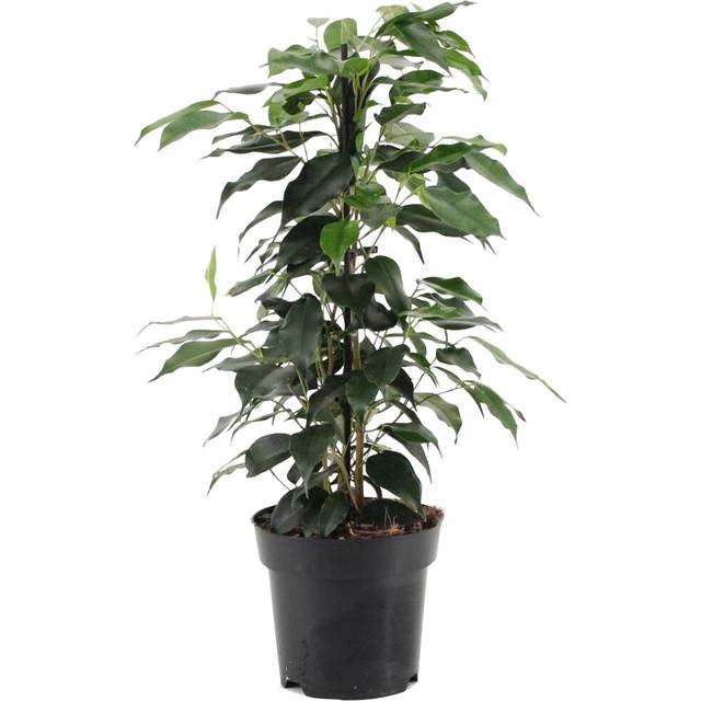 Ficus benjamina Danielle (12cm)