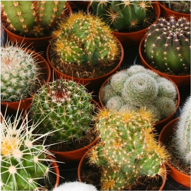 Cactus Mix - 5-15cm / 10 plants