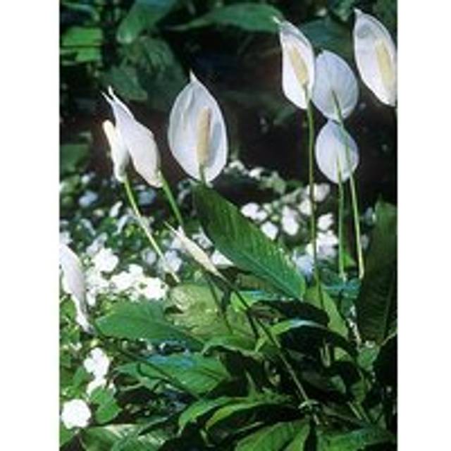 You Garden Peace Lily - Spathiphyllum Cupido (9Cm Pot) - One Colour
