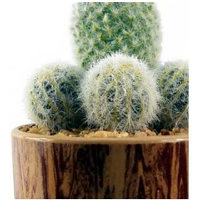 Artificial Cactus Plant Cacti in Ceramic Planter - Green (20cm H X 12cm W X 12cm D)