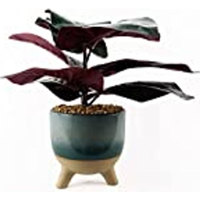 Chic 35Cm Ficus Artificial Plant In Ceramic Pot | Wowcher - Blue