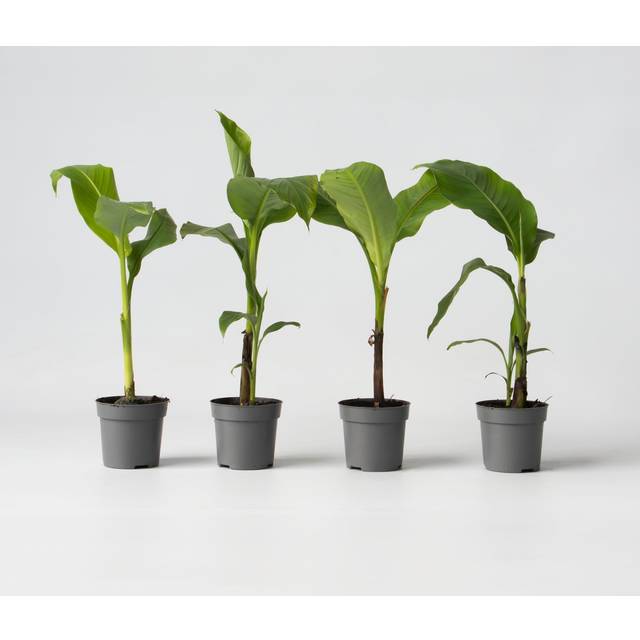 Plant in a Box - Bananträd 'Musa Basjoo' - Kvantitet: 4 - Musa - gul, grön - Fruktträd - Krukstorlek 9 cm - Höjd 25-40cm