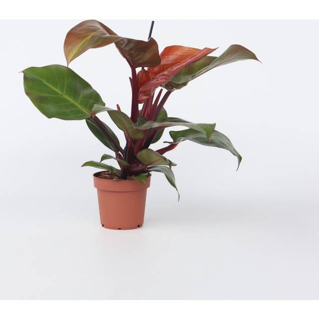 Sweetheart Plant - Philodendron 'Sun Light' - Height 20-30cm - Ã¢Å12cm