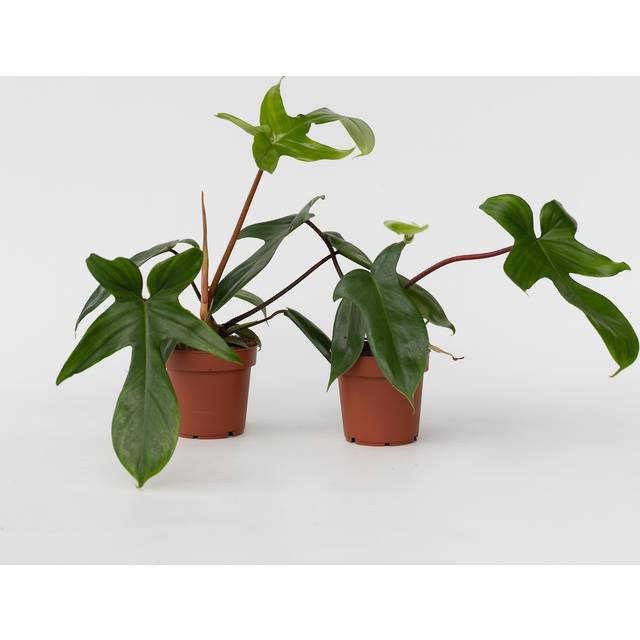Sweetheart Plant - 2 pcs. - Philodendron 'Florida Green' - H20-30cm - Ã¢Å12cm