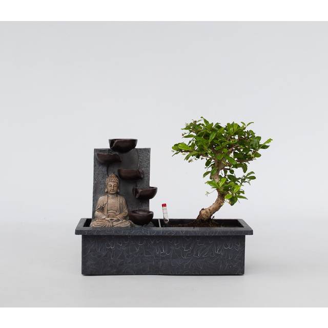 Plant in a Box - BBonsai med vattenfall 'Buddha' - Bonsai - Grön - Krukväxt - Krukstorlek 29 cm - Höjd 25-35cm