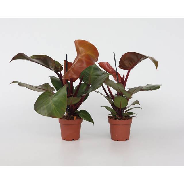 Sweetheart Plant - 2 pcs. - Philodendron 'Sun Light' - Height 20-30cm - Ã¢Å12cm