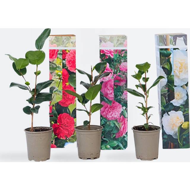 Plant in a Box - Kamelia 'Japansk ros' - Kvantitet: 3 - Kamellia - Ros - röd, Rosa, Vit - Blommande trädgårdsväxter - Krukstorlek 9 cm - Höjd 25-40cm