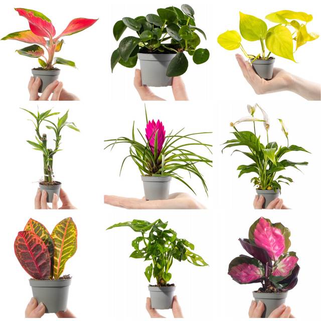 Collection Of Small Baby Evergreen Mixed Indoor House Plants Growers Choice