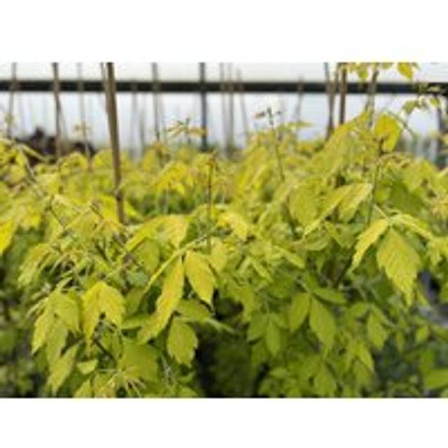 Direct Plants Acer Negundo Kellys Gold Maple Tree 5-6ft Supplied in a 7.5 Litre Pot, Multi
