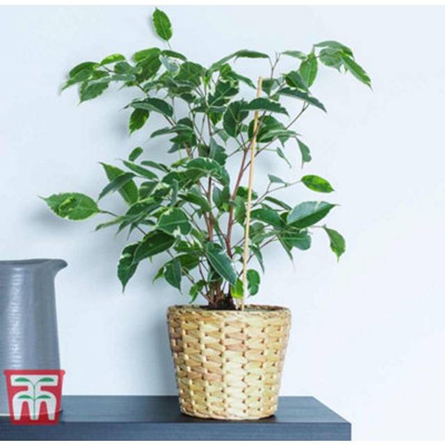 Thompson & Morgan Ficus Benjamina Variegated (Weeping Fig) 12cm Pot x 1