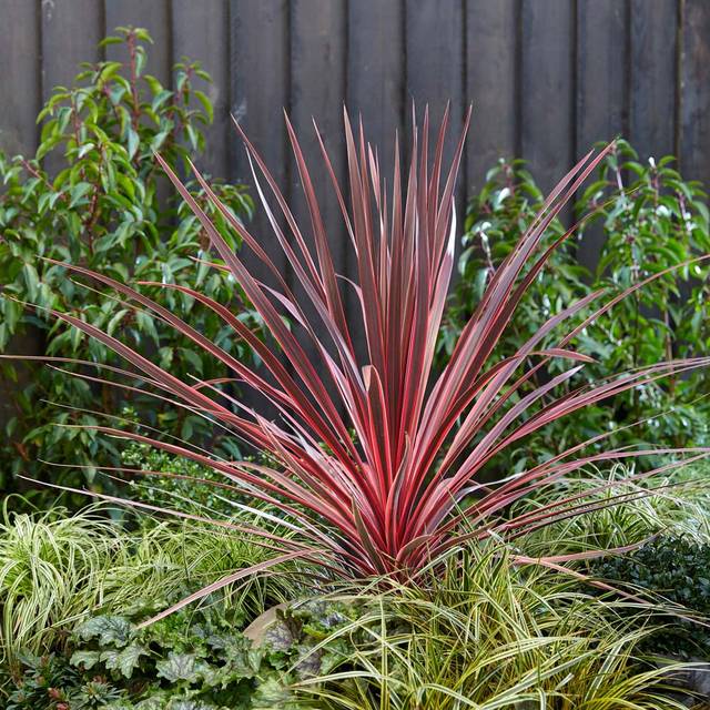 YouGarden Cordyline Australis Charlie Boy Plant 17cm - Red