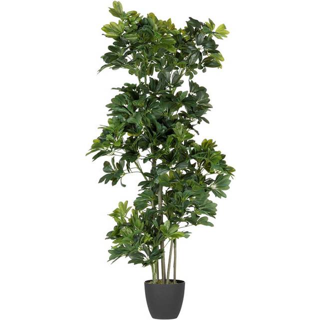 SCHEFFLERA ARBORICOLA PLANT 60X60x145 CM - BLACK (368.3cm H X 152.4cm W X 152.4cm D)