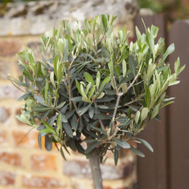 YouGarden Olive Tree Standards with Hessian Wrapped Pots 2 Pack - Green - 80 x 25 x 25cm