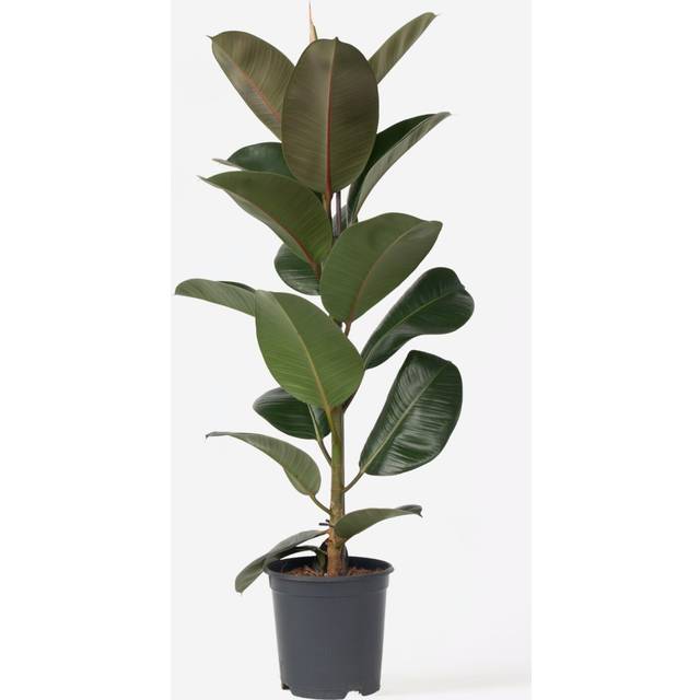 Plant in a Box Rubber Plant - Ficus Elastica Robusta - Height 75-100Cm - Pot 24Cm - One Size