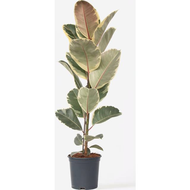 Plant in a Box Rubber Plant - Ficus Elastica Tineke - Height 75-100Cm - Pot 24Cm - One Size