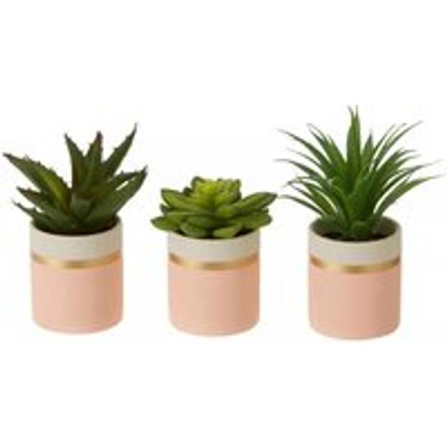 Fiori Set of 3 Pink Pot Succulents