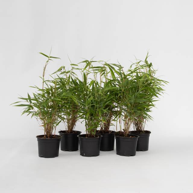 Plant in a Box - Bambu Grön 'Fargesia rufa' - Kvantitet: 6 - Fargesia - Bergbambu - Krukstorlek 13 cm - Höjd 25-40cm