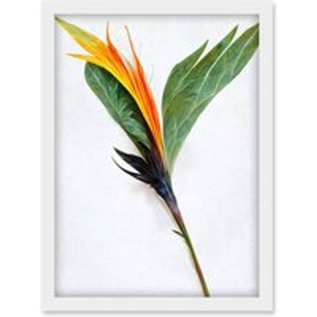 Single Bird Paradise Flower Stem With Orange Bloom Artwork Framed Wall Art Print A4 - White - One Size