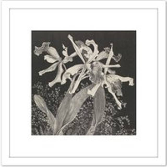Hoytema Orchids Flower Petals Plant Bw Drawing 8X8 Inch Square Wooden Framed Wall Art Print Picture with Mount - White - One Size