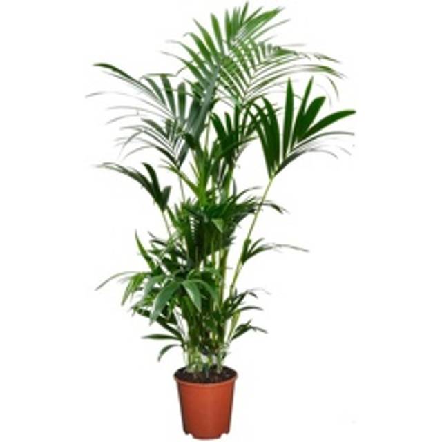 Plant in a Box - Förmakspalm Kentia inomhuspalm - Howea - Palm - Grön - Krukväxt - Krukstorlek 18 cm - Höjd 90-100cm