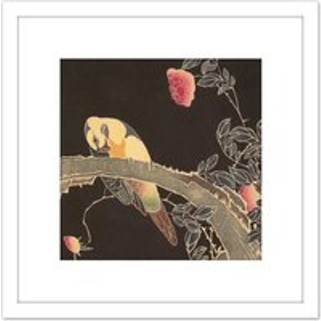 Jakuchu Parrot Branch Flowering Rose Bush Japan Painting 8X8 Inch Square Wooden Framed Wall Art Print Picture with Mount - White - One Size