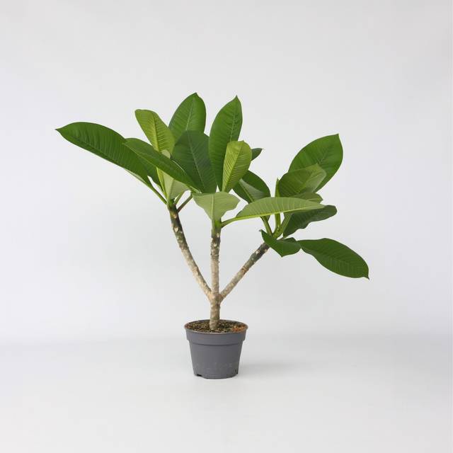 Plant in a Box - Plumeria 'Frangipani' Hawaii - Plumeria - Rosa, Vit - Krukväxt - Krukstorlek 17 cm - HHöjd 45-55cm