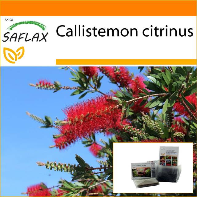 SAFLAX - Garden in the Bag - Red Bottle Brush - 400 seeds - With substrate in a fitting stand up bag - Callistemon citrinus