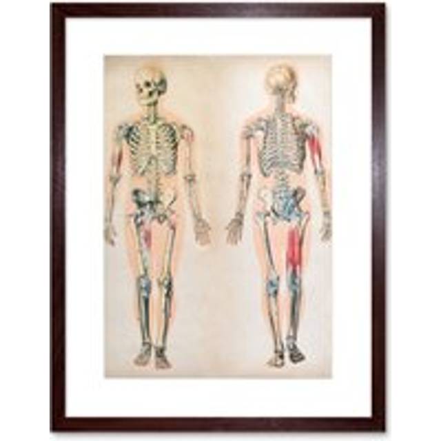 Wall Art Print Human Body Anatomy Skeleton Muscles Art Framed 9x7 inch - Brown - W7 inch x H9 inch