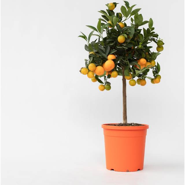 Plant in a Box - Miniapelsinträd 'Citrus Calamondin' på stam - Citrus - Vit - Fruktträd - Krukstorlek 19 cm - Höjd 55-65 cm