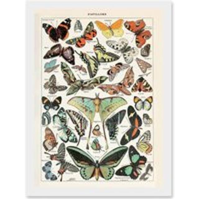 Millot Encyclopedia vintage Variety Butterflies Moths Nature Artwork Framed Wall Art Print A4 - White - One Size