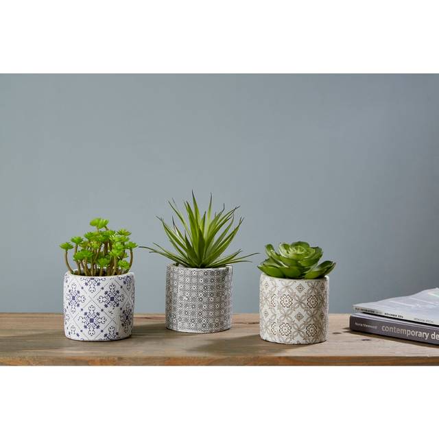 Sydnee 3 Piece Succulent in Pot Set (22cm H X 19cm W X 19cm D)