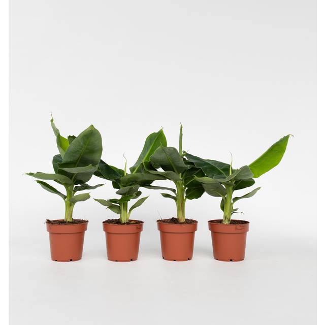 Banana Plant - 4 pcs. - Musa 'Oriental Dwarf' - Height 25-40cm - Ã¢Å12cm
