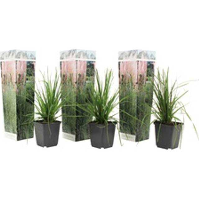 Plant in a Box - Pampasgräs 'kortaderia' Rosa - Kvantitet: 3 - Cortaderia - Grön - Prydnadsgräs - Krukstorlek 9 cm - Höjd 25-40cm