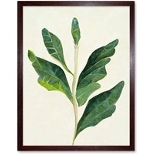 Artery8 Wall Art Print Detail Of Rubber Fig Plant Botanical Art Framed in Brown | Size: W12" x H16" - W12" x H16"