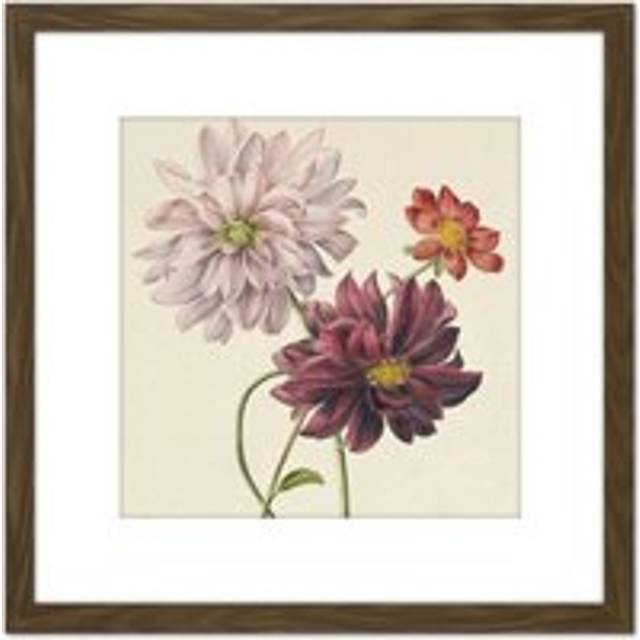 Willem Hekking Dahlias Flowers Pink And Purple 8X8 Inch Square Wooden Framed Wall Art Print Picture with Mount - Brown - One Size
