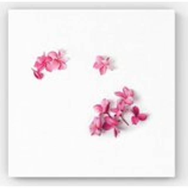 Pink Frangipani Flowers Canvas - w40_inch_x_h40_inch