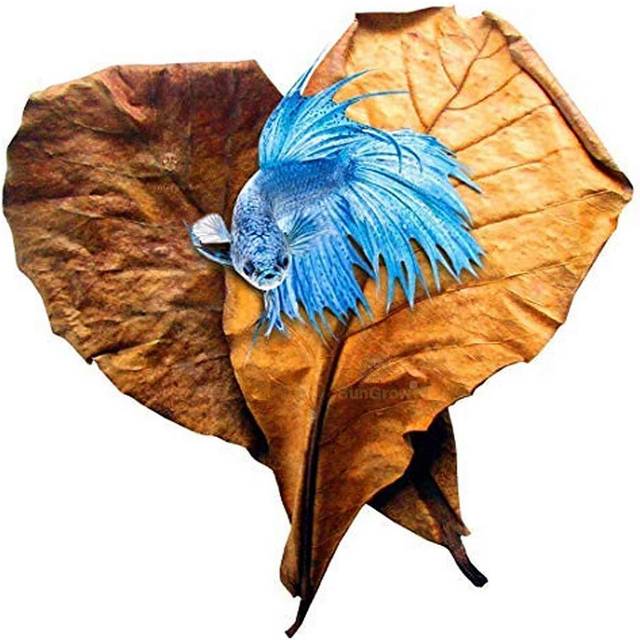 "10 Pack Indian Almond Leaves for Betta Fish Tank Water Treatment, XL (9""), Catappa Leaves Induce Breeding and Boost Immunity, Reduce Stress, pH Down"
