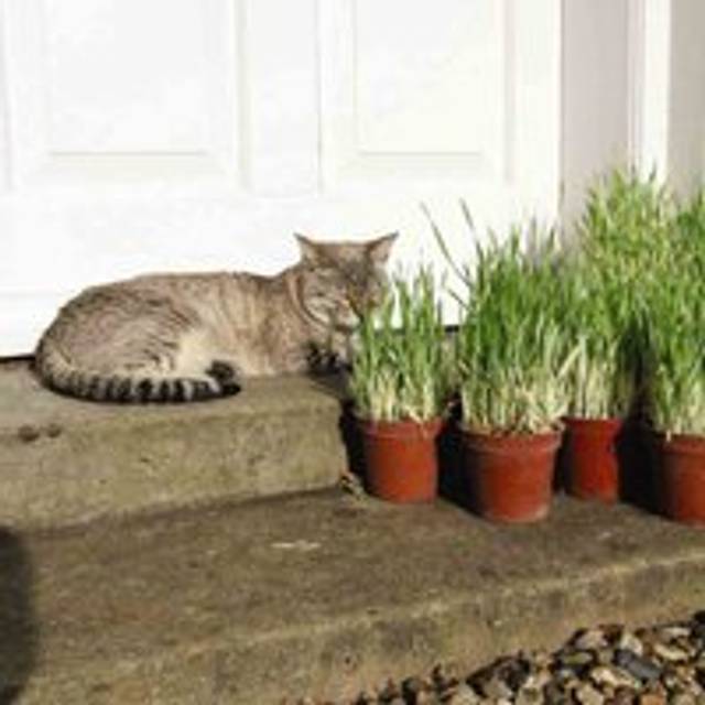Thompson & Morgan Cat Grass Tabby (hordeum Vulgarie Varigated) 1 Seed Packet (100 Seeds), Green