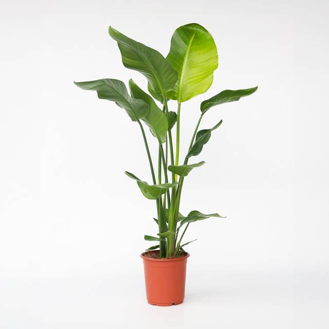 Plant in a Box - Stora Strelitzia 'Birds of Paradise' växt - Strelitzia - Krukväxt - Krukstorlek 21 cm - Höjd 90-110cm