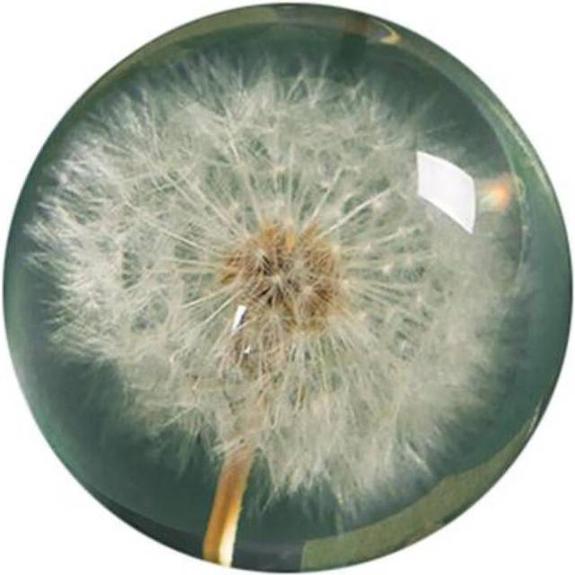 Decorative Lens Ball Plants Specimen Scratch Resistant Resin Natural Globe Home Decor
