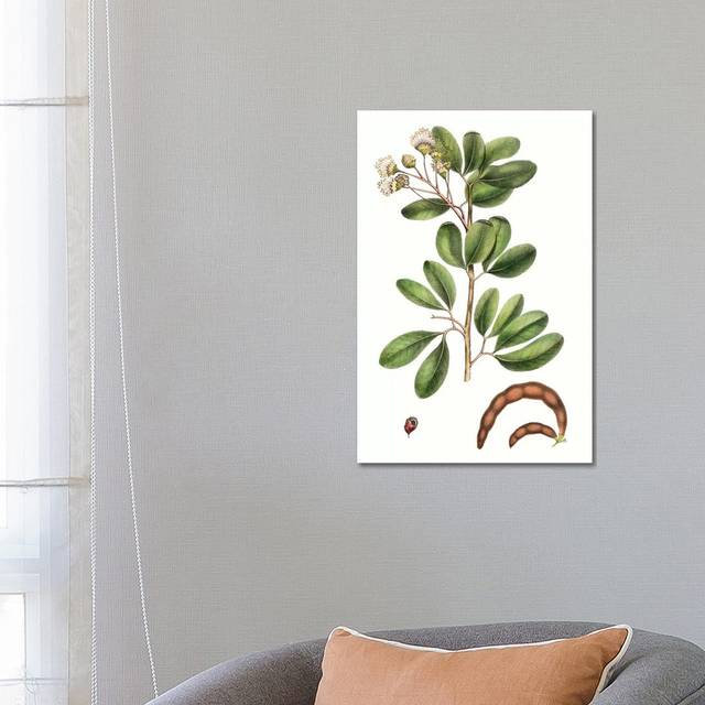 Foliage and Blooms III by Thomas Nuttall - Wrapped Canvas Art Prints (66.04cm H x 45.72cm W)